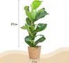 Green boutiQ - Plante d'intérieur - Ficus lyre - Vert - Peu Voir les images du produit 4