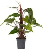 Roślina domowa - Philodendron 'Red Emerald' - 70-80 cm - Podgląd zdjęcia produktu 1