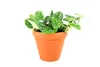 Gardners Scindapsus pictus Argyraeus, průměr 12 cm Náhled obrázku produktu 1