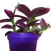 Exotická rostlina – třístupňová kvetoucí tradescantia Náhled obrázku produktu 3