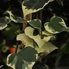 2 x  Buntlaubiger Kaukasischer Efeu - Hedera colchica Produktbild-Vorschau 1