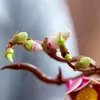 Äste mit Magonolien Blüten Produktbild-Vorschau 32
