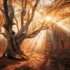 Korsch Kalender 2027 Magische Wälder mit großem Bild und Produktbild-Vorschau 3