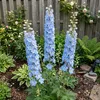 Bloomique - Lot de 6 - Delphinium M.Fount.Sky Blue - Voir les images du produit 5