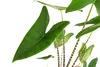 Dehner Pfeilblatt, Alocasia zebrina, gestreifte Stängel, Produktbild-Vorschau 2
