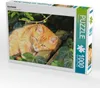 CALVENDO Puzzle Kuschelzeit | 1000 Teile Lege-Größe 64x48cm Produktbild-Vorschau 2