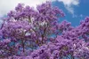 Set mit 4 Jacaranda mimosifolia – Rosenholzbaum – Höhe Produktbild-Vorschau 5