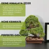 Einzigartige Bonsai Samen mit hoher Keimrate - Pflanzen Produktbild-Vorschau 3
