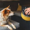 Vložka do misky Ruffwear Basecamp™ Slow Feeder Náhľad obrázku produktu 6