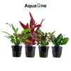 Pflanzen Set für 60l Aquarien mit 8 Topf Aquarium Produktbild-Vorschau 4