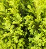 Gelbe Scheinzypresse Chamaecyparis Lawsoniana Ellwoods Gold Produktbild-Vorschau 2