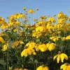 6 x Kvet ruďák (Rudbeckia nitida 'Herbstsonne') | Kvetináč Náhľad obrázku produktu 2
