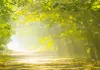 Akustikbild Weg Natur 200x100 cm Bilder Akustikschaum Produktbild-Vorschau 2