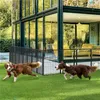 Two dogs playing on a green lawn in front of a modern glass building. Podgląd zdjęcia produktu