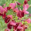 2 X Edelginster Boskoop Ruby / Cytisus | Kleinstrauch und Produktbild-Vorschau 2