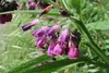 SAFLAX - Żywokost - 15 Nasiona - Symphytum officinale Podgląd zdjęcia produktu 8