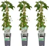 Hortensja pnaca (Hydrangea petiolaris) - 3 sztuki, srednica Podgląd zdjęcia produktu 2