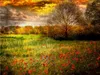 Calvendo Mohnblumen in einem Getreidefeld 2000 Teile Puzzle Produktbild-Vorschau 2