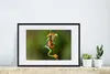 MuchoWow® MuchoWow® Gerahmtes Poster Rotaugenlaubfrosch im Produktbild-Vorschau 4