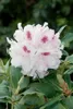 Rhododendron Hybr. 'Bismarck', rosa Blüten, 40–50 cm Produktbild-Vorschau 3