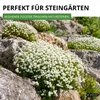Steinkraut Duftsteinrich Schneedecke Samen - Lobularia Produktbild-Vorschau 5