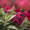 Buddleia Davidii Butterfly Candy ® Little Ruby PBR 2L Anteprima dell’immagine prodotto 4