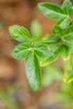 Poncirus trifoliata, Bitterorange, 60–80 cm Produktbild-Vorschau 6