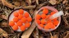 TTCarp Pop Up Tiger Nut 15-18 mm 100ml Produktbild-Vorschau 4