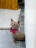 Trendpet Tierische Türstopper, Katze Kira, dekorative Produktbild-Vorschau 2