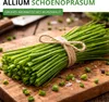 Schnittlauch Medium Leaf Samen - Allium schoenoprasum - Produktbild-Vorschau 2
