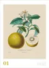 DUMONT Wandkalender Alte Obstsorten 2027, 50 x 70 cm, mit Produktbild-Vorschau 2