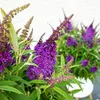 Bloomique - Buddleja Butterfly Little Purple - Produktbild-Vorschau 4