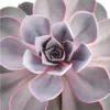 Echeveria Perle von Nürnberg - ve?ká rastlina v 12cm hrnci Náhľad obrázku produktu 3