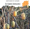 Kiwano Samen (Cucumis metuliferus) - Exotisches Horngurke Produktbild-Vorschau 2