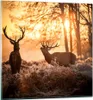 Bilder auf glas - Deer Heidekraut Tier - 50x50cm - Produktbild-Vorschau 1