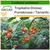 SAFLAX - Tamarillo - 50 Nasiona - Z podłożem uprawowym Podgląd zdjęcia produktu 10