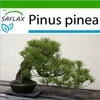 SAFLAX - Středomořská borovice - Pinus pinea - 6 Semena - S Náhled obrázku produktu 5