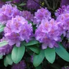 Rhododendron Hybr. 30-40 cm Alpenrose Frühlingsblüher Produktbild-Vorschau 2