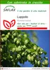 SAFLAX  - Luppolo - 50 semi - Con substrato - Humulus Anteprima dell’immagine prodotto 1