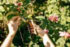 Fiskars Plus SmartFit Bypass-Gartenschere P541, Bypass, Produktbild-Vorschau 7