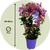 Bugenwilla - Bougainvillea 'Alexandra' - Wysokość 50-60cm - Podgląd zdjęcia produktu 2