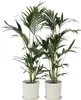 Kentia Palme - 2 Stk - Howea forsteriana - Höhe 90-100cm - Produktbild-Vorschau 7