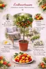 Erdbeerbaum Stämmchen 80–100 cm (Arbutus unedo) – Produktbild-Vorschau 2