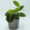 Kunststoff Blumentopf Florenz anthrazit Ø 16,5 cm Höhe 13,5 Produktbild-Vorschau 2