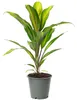 Keulenlilie Kiwi - Cordyline - Höhe ca. 40 cm, Topf-Ø 12 cm Produktbild-Vorschau 1