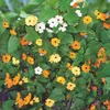 Buzzy Popínavé kvety Thunbergia Mix Semená - cca 0,5 gr | Náhľad obrázku produktu 2