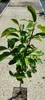 Diospyros kaki 'Rojo Brillante' - Sharonfrucht - 5 Liter Produktbild-Vorschau 4