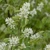 Amelanchier rotundifolia Helvetica - Felsenbirne Helvetica Produktbild-Vorschau 1