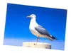 3 D Ansichtskarte Silbermöwe, Postkarte Wackelkarte Produktbild-Vorschau 1