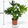 Green boutiQ - Zimmerpflanze - Philodendron - Philodendron Produktbild-Vorschau 3
